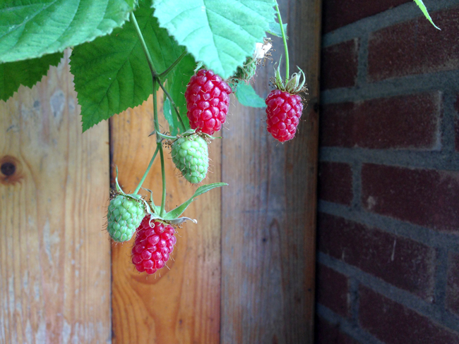mysteryberry1